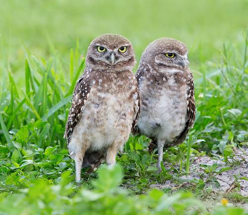 Сычики - Burrowing Owlet