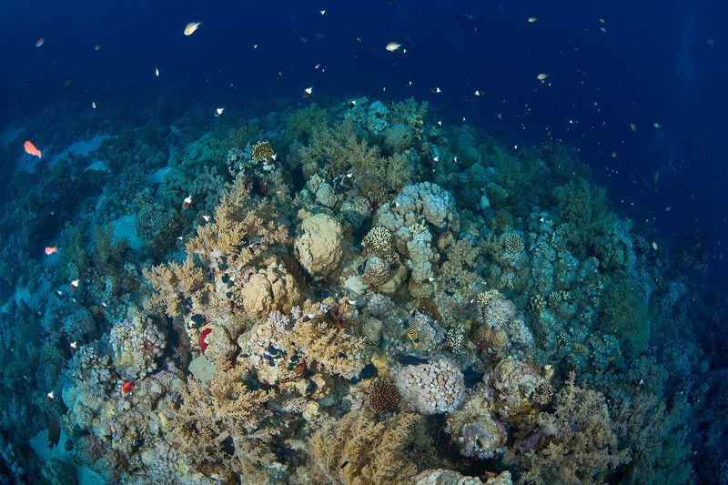 подводная фотосъемка, коралловый риф, рыбы, тропические рыбки, дайвинг, море Новогодняя или звездная ночьphoto preview
