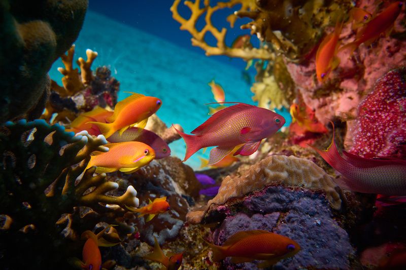 подводная фотосъемка, коралловый риф, рыбы, тропические рыбки, дайвинг, море Аквариумphoto preview