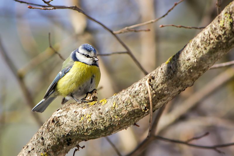 Лазоревка (Cyanistes caeruleus).