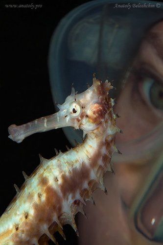 Hippocampus (Подводное фото)