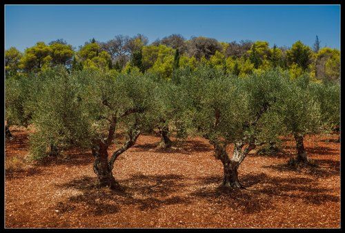 про оливковую рощу на Закинтосе...