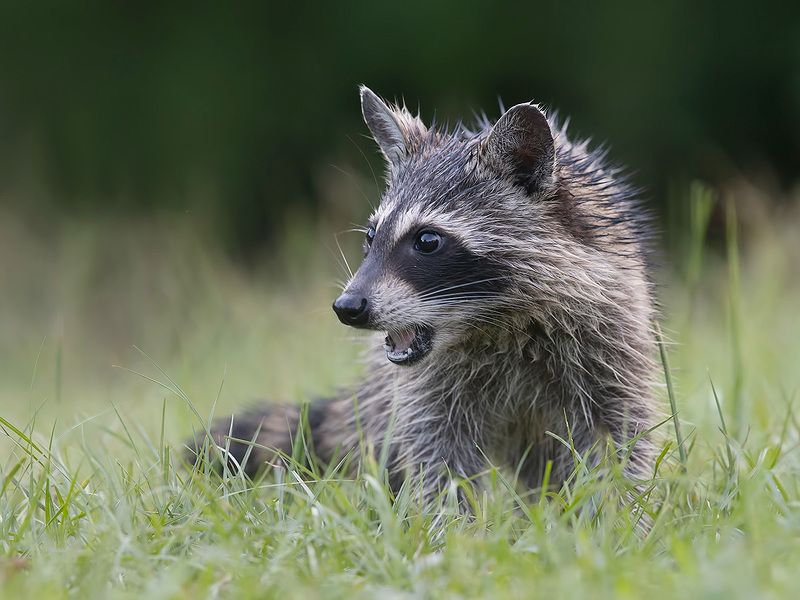 енот обыкновенный, енот-полоскун, raccoon, енот, дикие животные, животные, animals Young Raccoon. Енот-полоскун фото превью