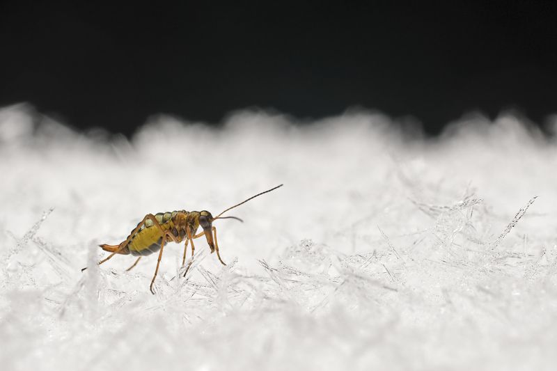 Snow scorpionfly ( female ) 