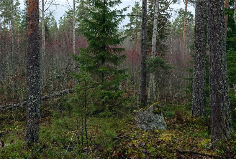 Два состояния ноябрьского леса в Карелии