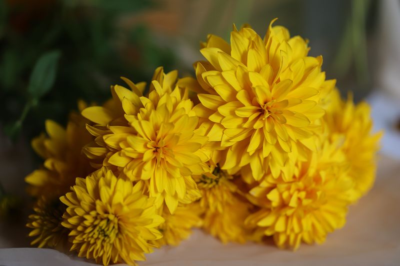 yellow decorative summer flowers
