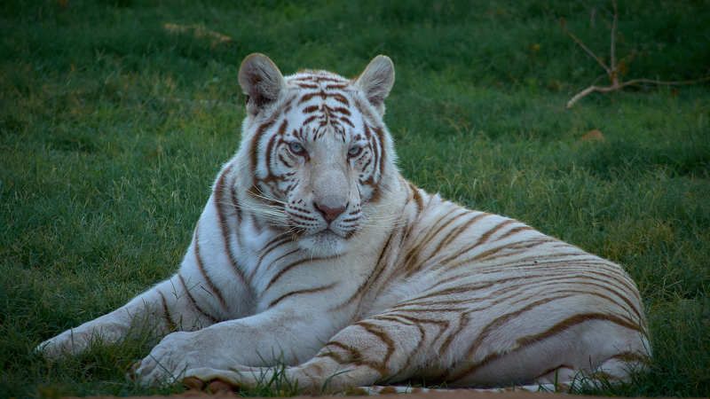 Белый тигр (ЮАР)