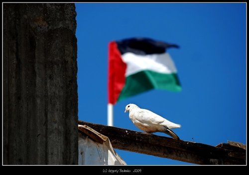 из серии  # Газа не сдается !! #