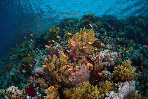Coral reef / Коралловый риф