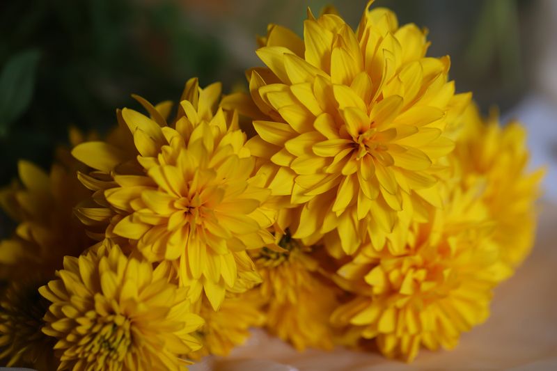 yellow decorative summer flowers