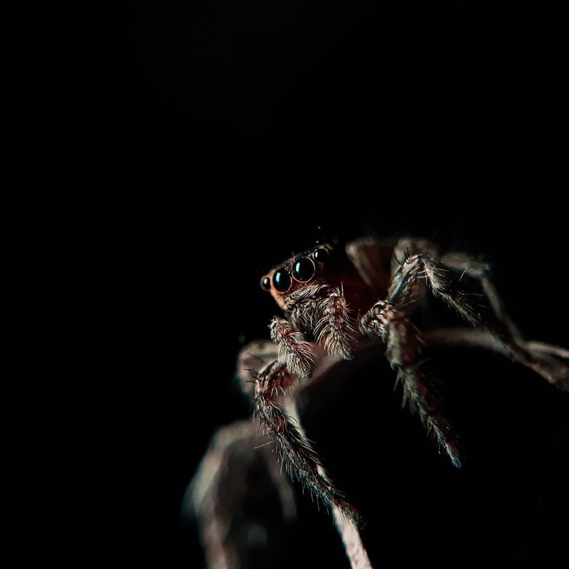 A little spider dark view. Mobile photography 