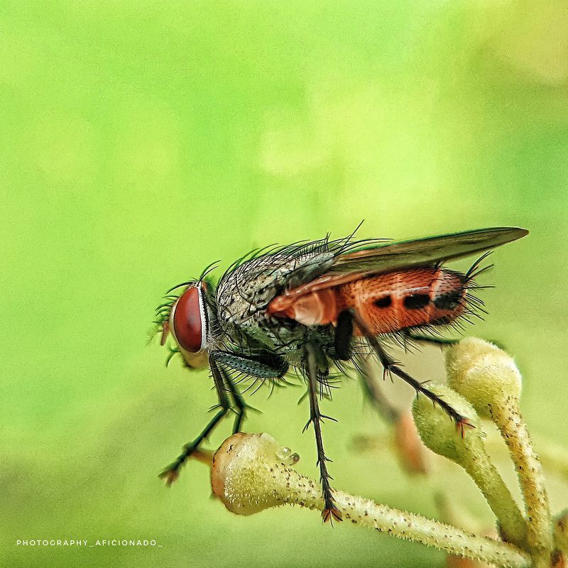 Macro view of a tiny housefly. Mobile photography 