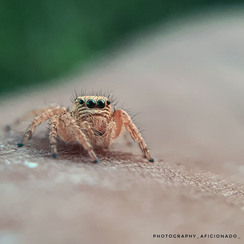 Mobile macro photography. A  little spider 