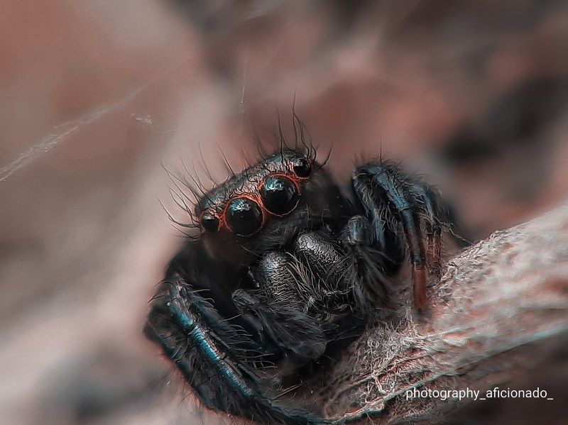 Macro view of a small spider. Mobile photography 