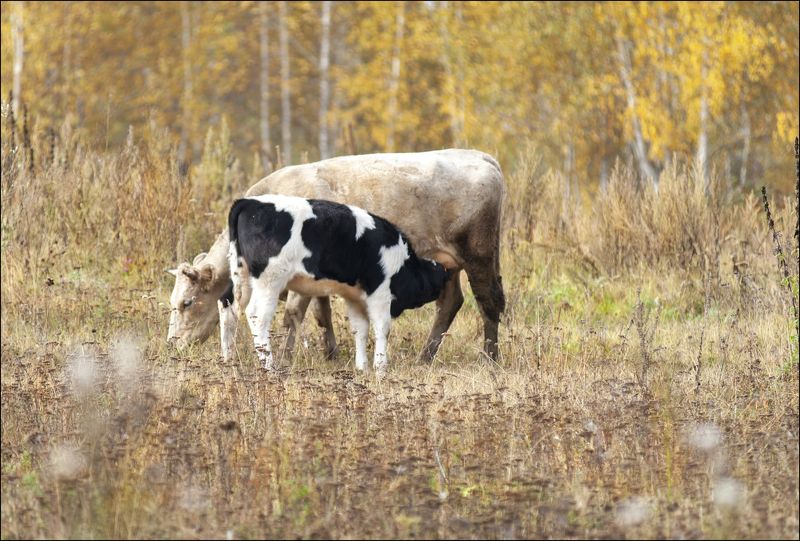 Корова кормит своего ребенка