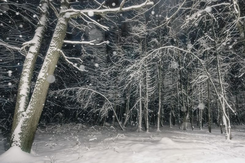 Зимний лес в ночи
