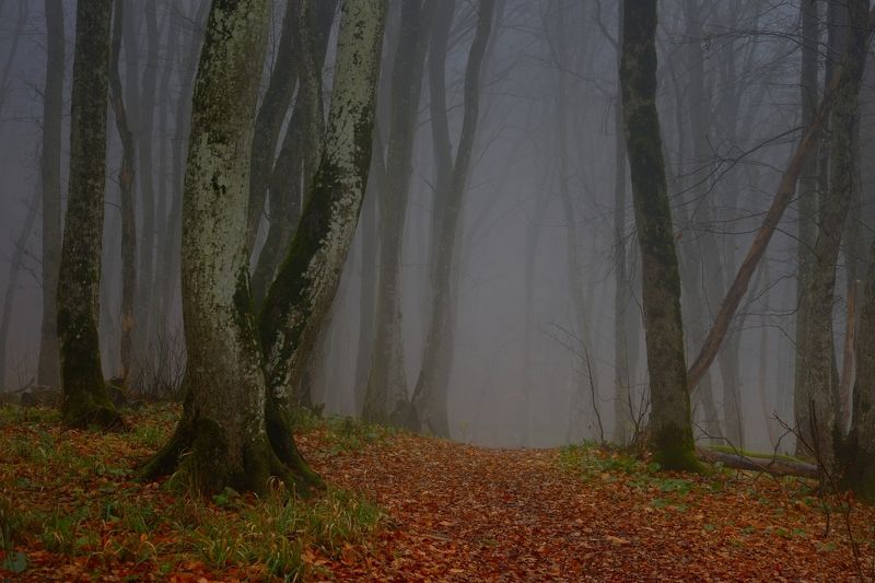 Туманное утро в осеннем лесу
