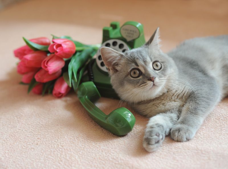 Kitten Sibusya