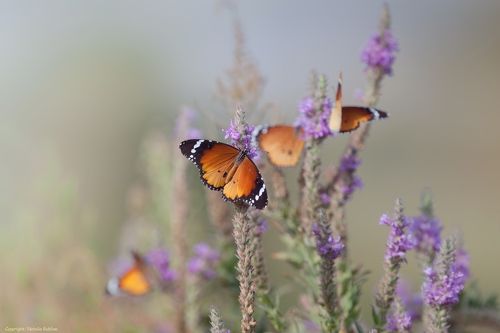 Бабочки-Цветочки...Весеннее настроение...
