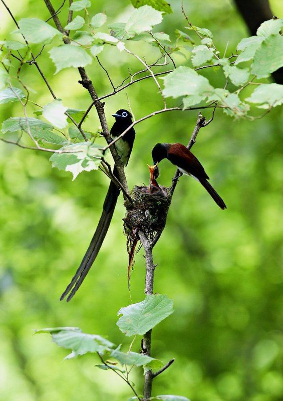 a Korean paradise flycatcherphoto preview