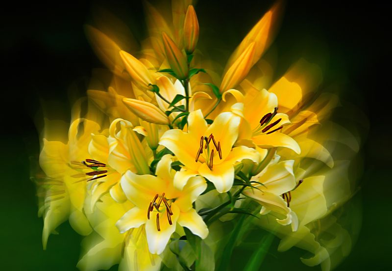 yellow lilies flowers