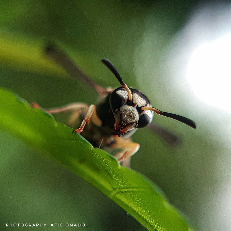 Mobile macro photography. A bee sits on a leaf