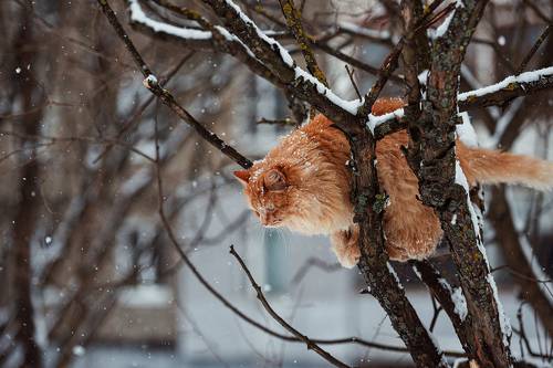 Кот древесный, наветочный