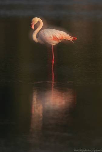 Greater Flamingos