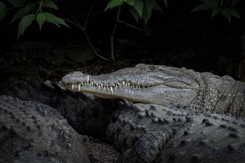 Мексиканские крокодилы