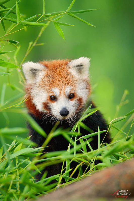 Red Panda (Ailurus fulgens)