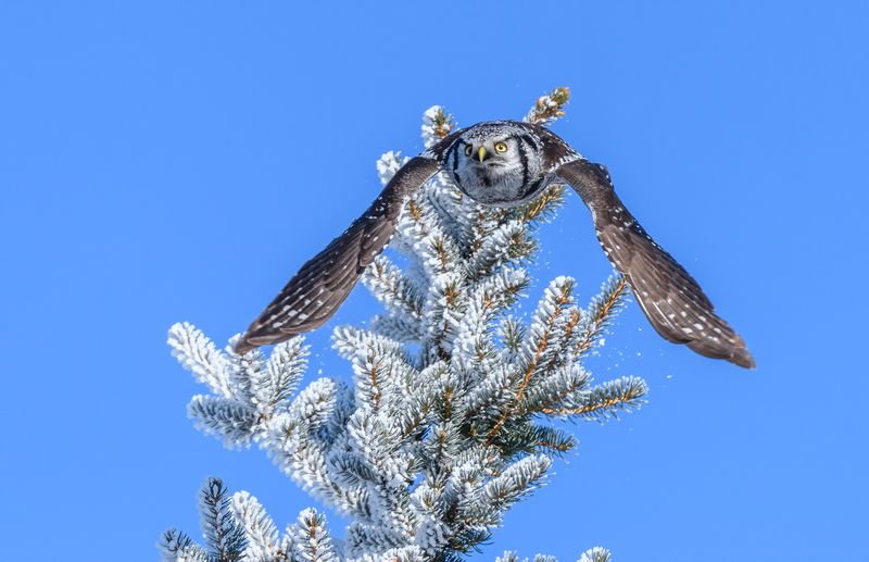 Tree Topper Crown fell down (Northern hawk-owl)