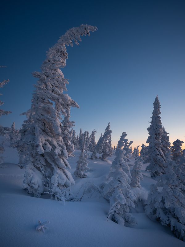 Причудливые ели… Weird firs...