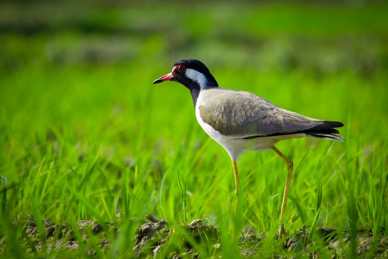 Red Wattled  Lapwing