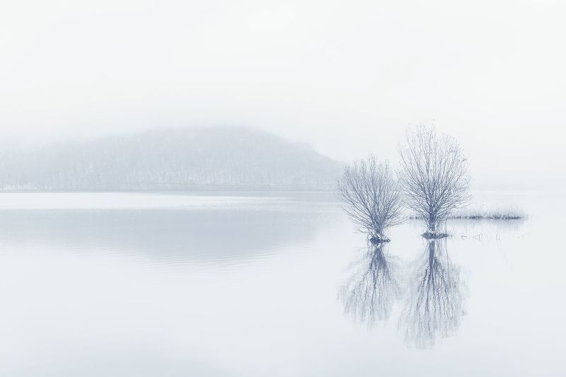 Одинокие деревья на озере