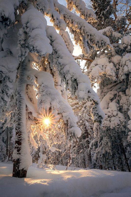 Зимний лес Сахалина
