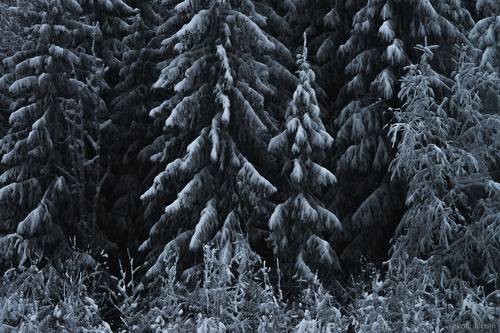 Портреты зимних деревьев