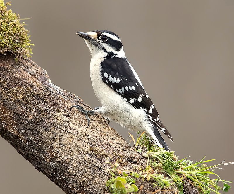 Downy woodpecker Female - Пушистый дятел