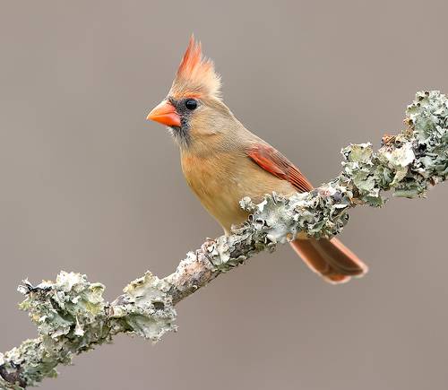 Northern Cardinal female - Красный кардинал. самка