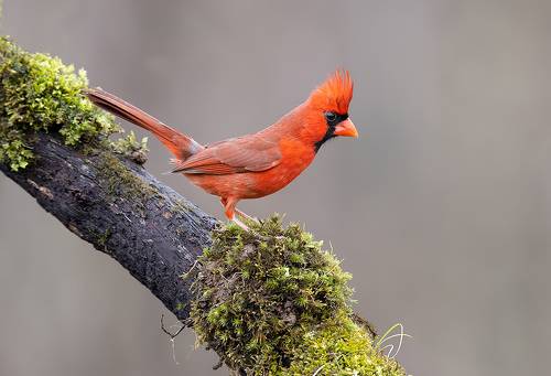 Northern Cardinal male - Красный кардинал самец