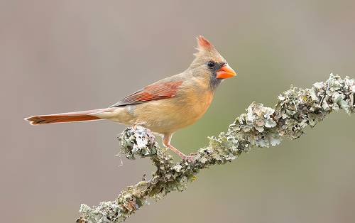 Female Northern Cardinal - Cамка.Красный кардинал