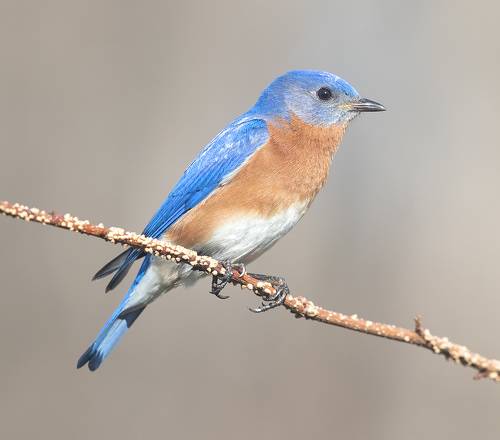 Eastern Bluebird.male - Восточная сиалия,самец