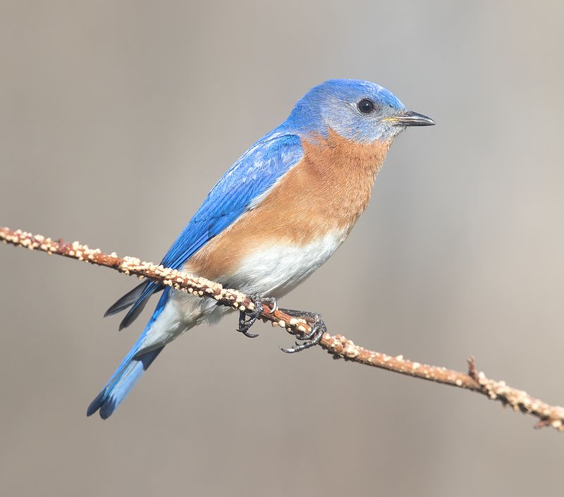 Eastern Bluebird.male - Восточная сиалия,самец