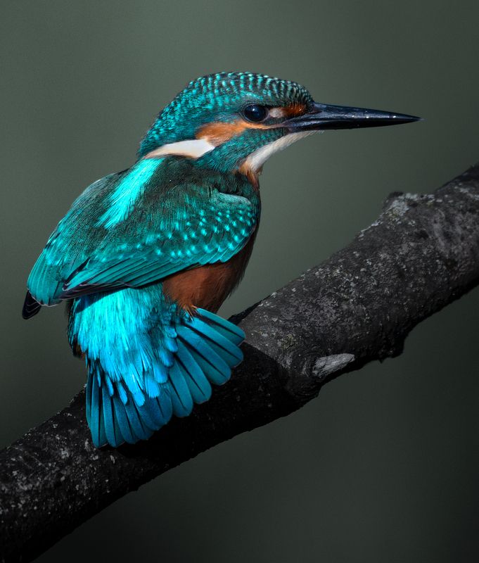 Kingfisher зимородковый 