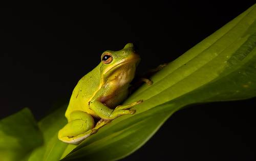 Квакша. Frog. Hylidae - Зеленая североамериканская Квакша