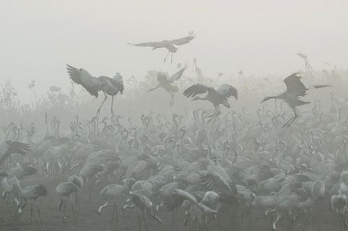 Журавушки в густом тумане...