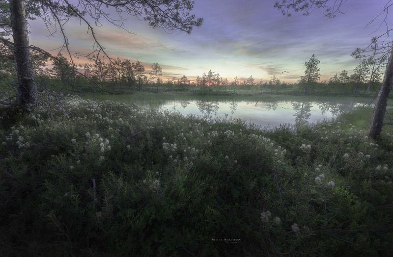 Рассвет  на болоте