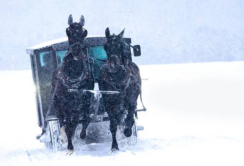 Snow and the Black Horses