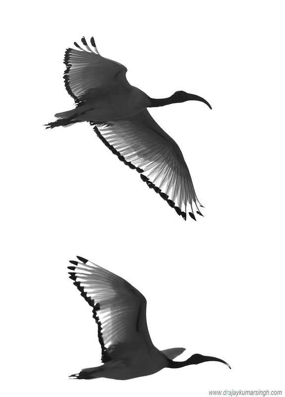 African Sacred Ibis 