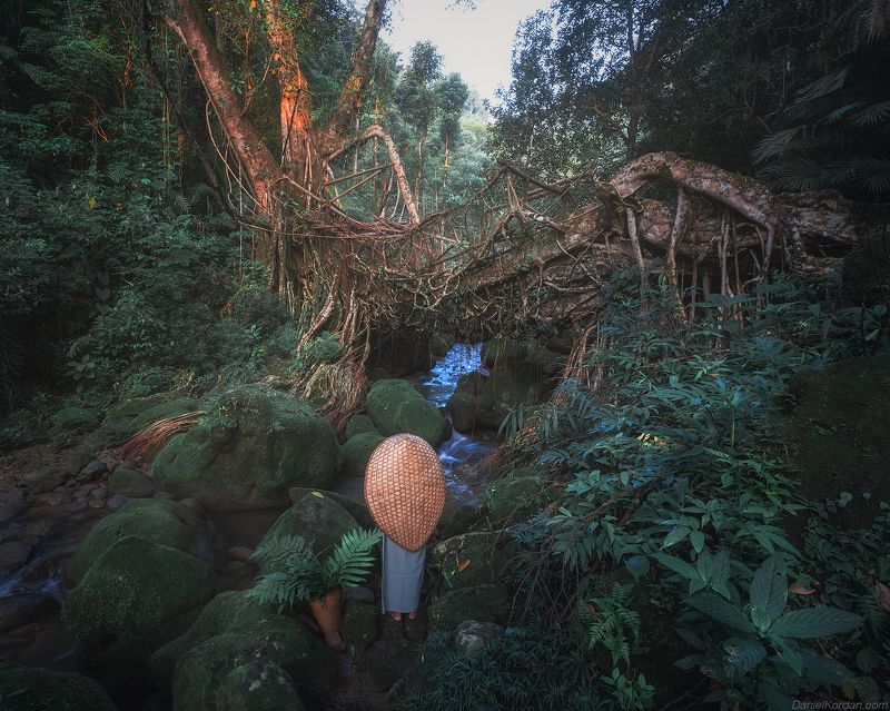 Living root  bridges of Meghalaya