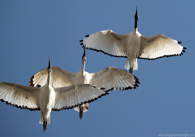African Sacred Ibis 